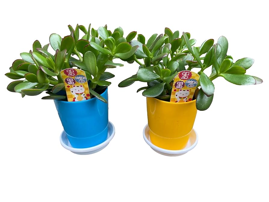 Amazon｜金のなるHappyの木【金のなる木 4号 鉢皿つき 2個セット